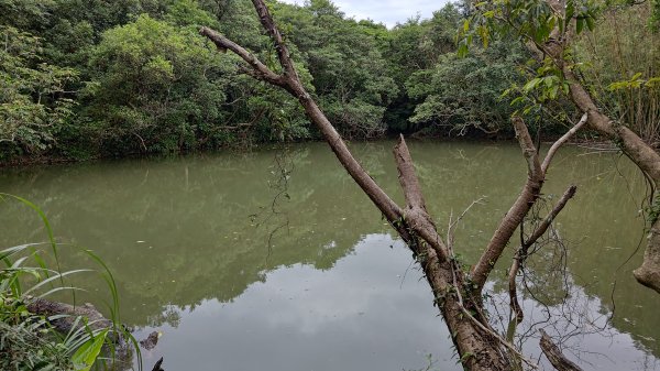 楊廷理古道2814628