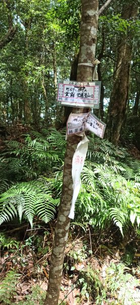 遠望的鵝公髻山步道，細雨而來1747338