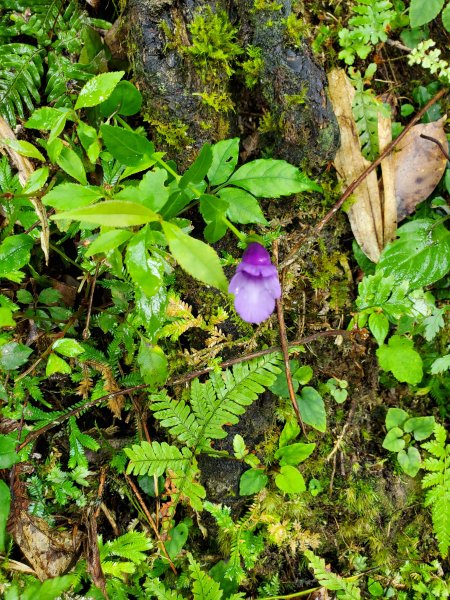 小百岳-馬那邦山1082607