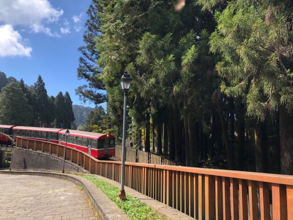 阿里山水山巨木、祝山觀日步道、對高岳步　726998