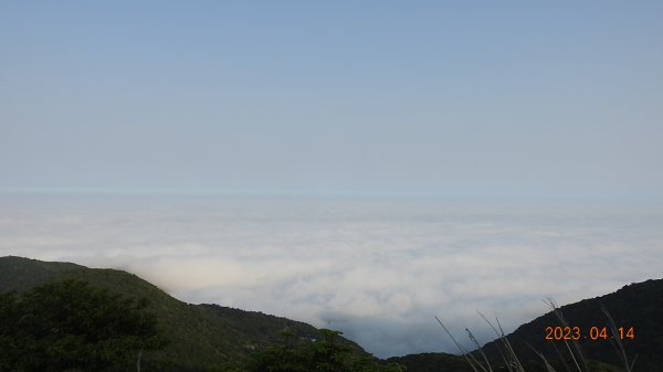 邂逅江湖傳說已久鐘萼木(據說冰河孓遺植物)，再見差強人意的月光/日出雲海2112145