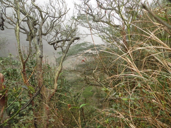 雲霧中遊走七星山之美33435