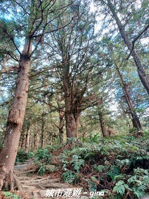 【台中和平】山林野餐。長壽山(肥崠山)山徑2969438