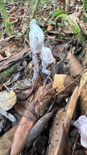 橫沙笛O繞2824589