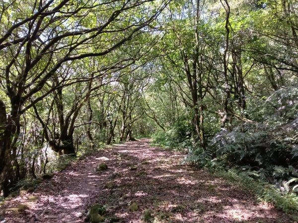 雙溪區北勢溪古道+畚箕湖古道+三層巷古道+北勢溪古道P字走2909476