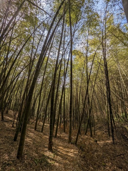 【小百岳023】桃園 金面山1909425