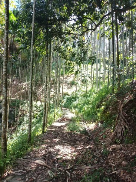 國姓「鋤頭盤山」山字森林三角點3131504