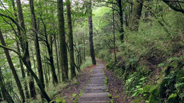 阿里山森遊區-祝山,對高岳步道2537065