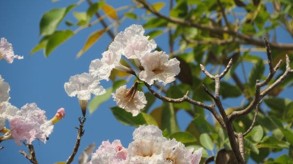 《台中》粉紅浪漫｜潮洋環保公園河岸步道202602-033022471