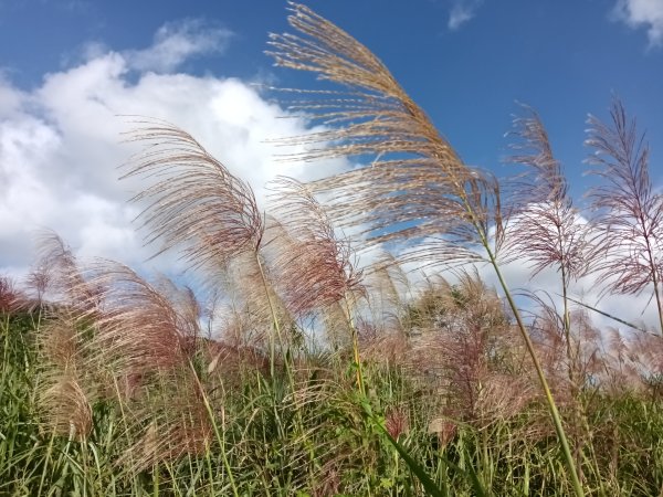 雙溪區冬陽下閃閃菅芒花