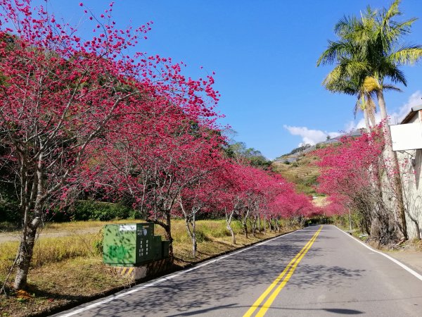 【南投。仁愛】春櫻漫漫賞花趣。 春陽部落