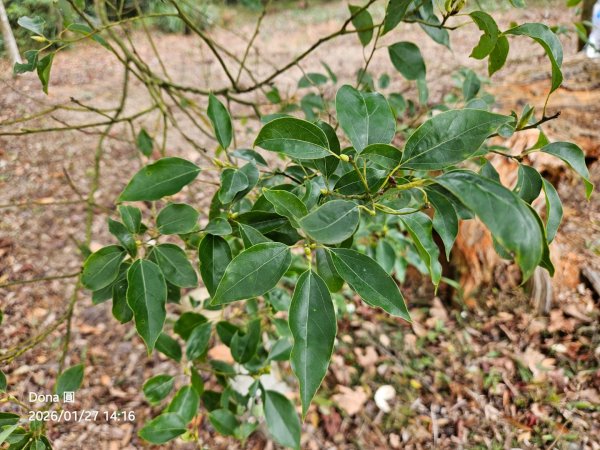 20260127三通嶺山.三義山(大桁茂山).慈濟山.大坪山大O走2989991