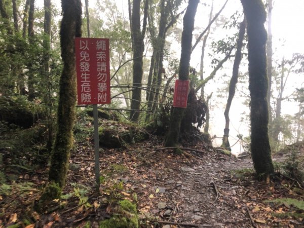 觀霧 檜山巨木步道 雲霧步道501024