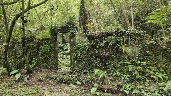 20250601梅竹蹊山-480峰-苕谷坑山2803385