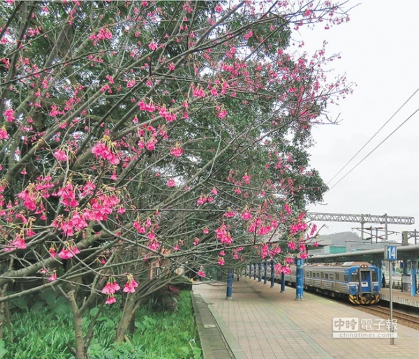 【新聞】山櫻花綻放 八堵老車站粉妝