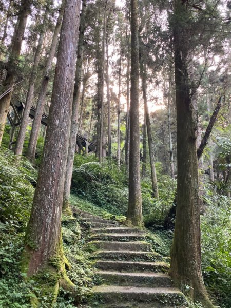 20191109貓仔們之溪頭森林步道探索757213