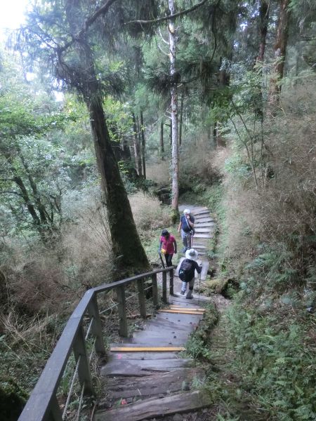 檜木原始林．鐵杉林自然步道380336