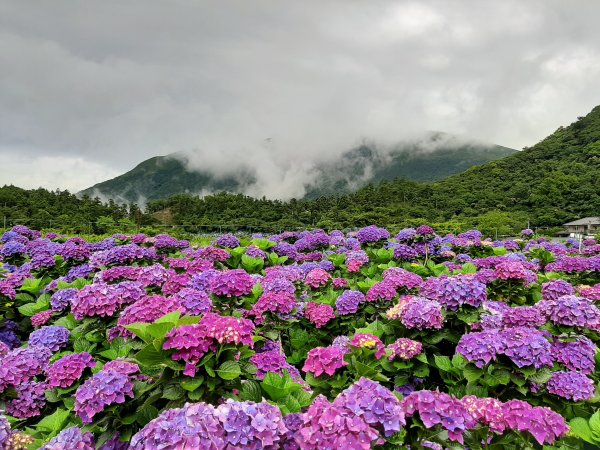 繡球花田繽紛多彩。雲霧飄緲群山間989367