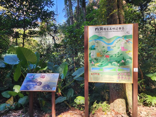 新北烏來｜內洞國家森林遊樂區步道群2904742