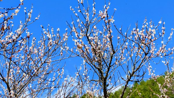 《踏莎行・武陵山櫻》2712467