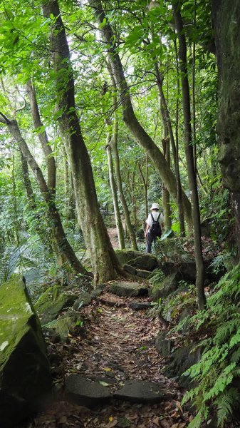 《台中》后里泰安登山步道20200614996864