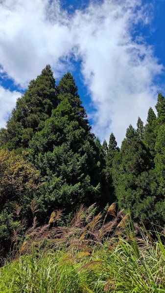 榛山景觀平台2918117