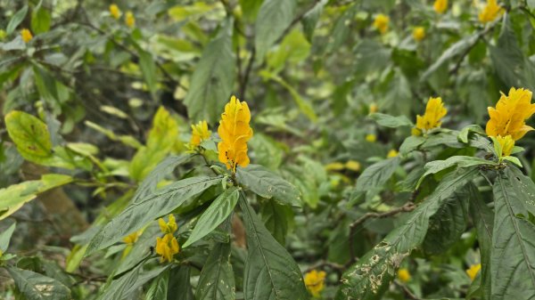 血藤秘境，步行30分鐘即可抵達，鳶山血藤大爆發，最佳賞花期只有7天，要去要快，鳶溪縱走2758568