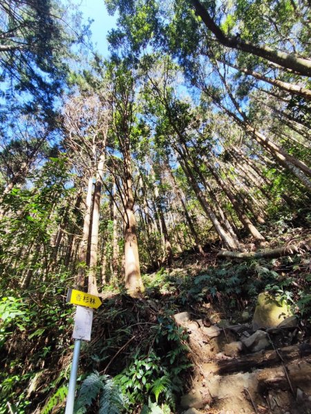 大雪山長壽三崠2691103