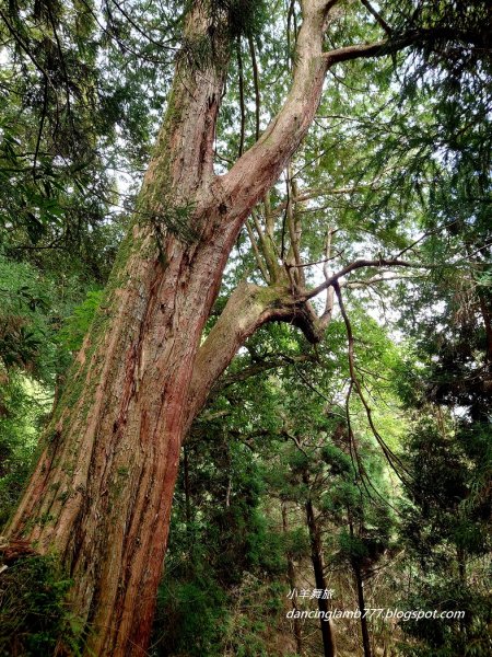 【新竹】觀霧森林遊樂區：檜山巨木群步道2397395