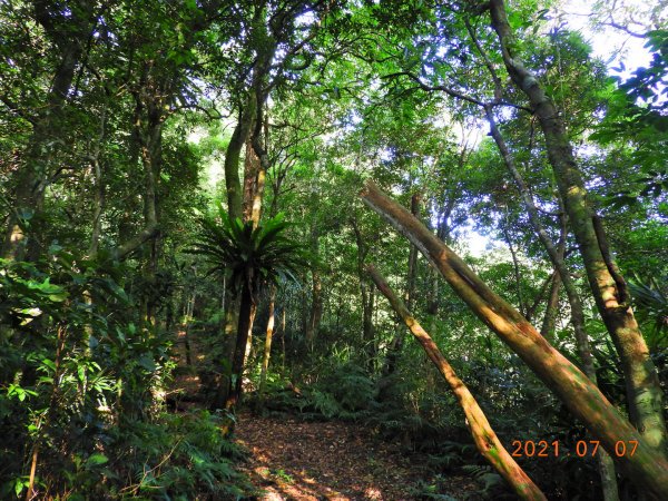 新北 坪林 九芎根山1422968