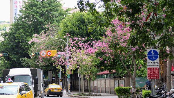 台灣欒樹,淡水紅樹林2605666