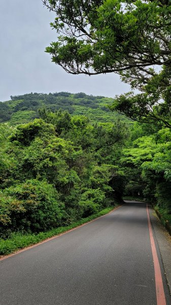 百拉卡公路人車分道菜公坑山賞花趣2120334