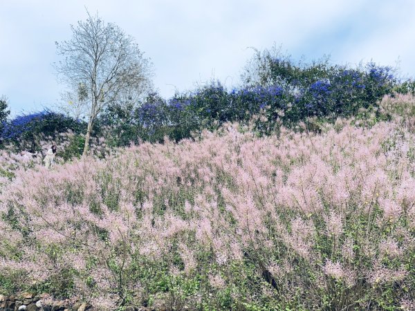 20250224 南投粉紅山丘麝香木秘境2743815