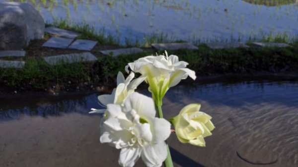 免出國免門票，連綿壯闊的梯田風情，全臺唯一梯田鳶尾花海，嵩山百年梯田2764692