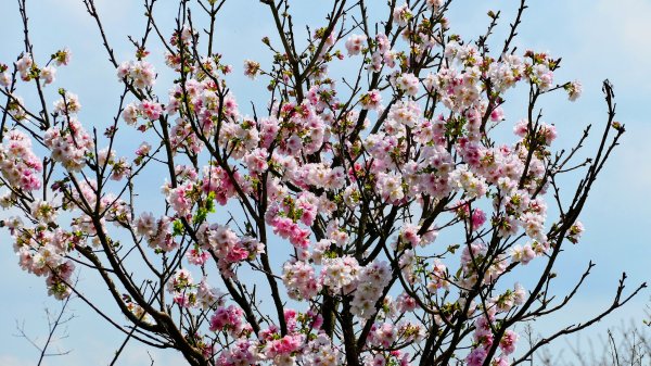 十八份拐圳,陽峰古道,花鐘3017687