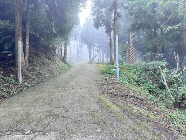 絕美柳杉林民都有山涼爽舒適2604536