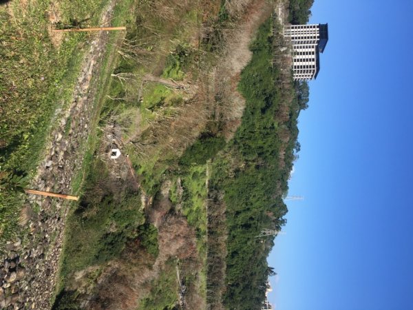 梅花撲鼻香2686600