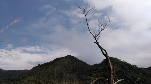 鯉魚山+忠勇山+大崙頭尾山+圓覺寺步道519510