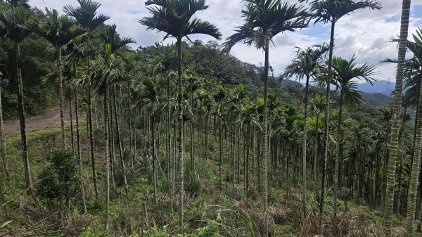 20260316艋舺崙古道-新路尾山-大竹林山3018618