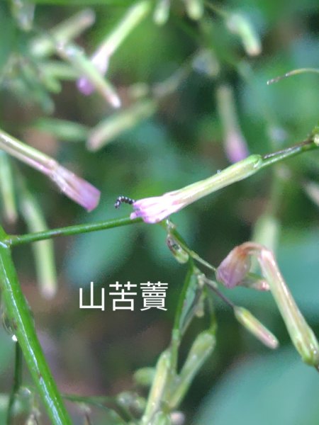 再訪雙林山、杜仔湖步道、雙子山2817917