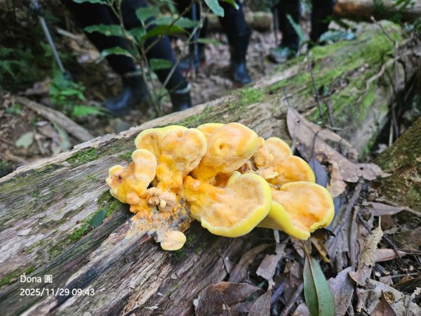 逆走逐鹿卡保環型路線全段全紀錄2949854