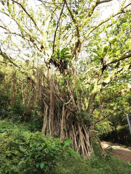 微笑山線：【大棟山系】405高地段2942528
