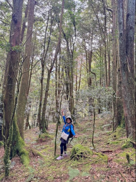 觀霧-檜山巨木群步道2925553