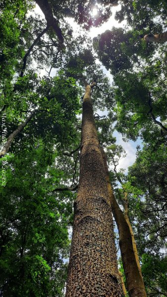 《台中》優美稜線｜橫嶺山自然步道（大雪山社區南登山口）202505312800154