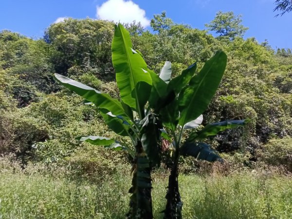 貢寮區文秀坑古道+觀日嶺步道O型2809179