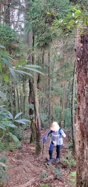 2023-11-25溪頭鳳凰山步道2360991