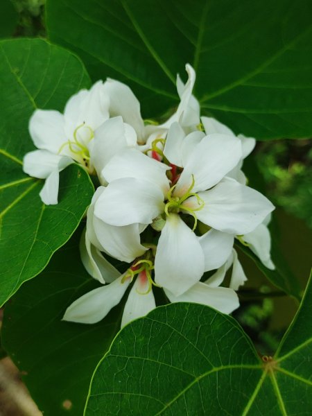 造橋車站-口山古道-鹿廚坑步道3039834