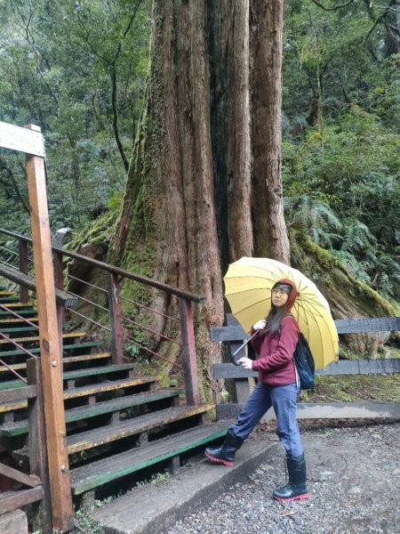 1110326 拉拉山神木區雨中漫步1655030