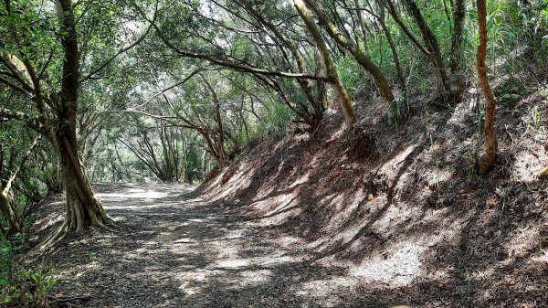 《台中》綠蔭夏蟬｜大肚環保公園登山步道O型202206261745206