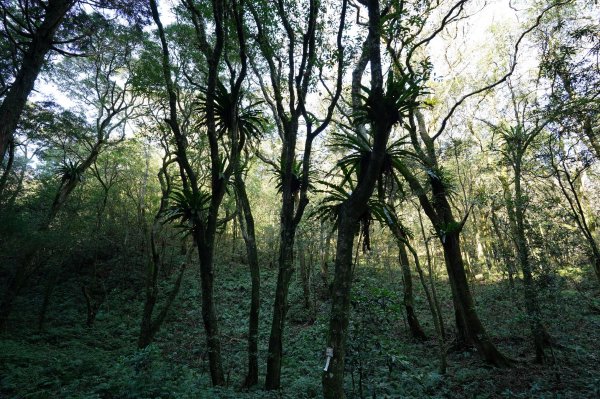 新北 烏來 美鹿山、高腰山、拔刀爾山、小巫山2703493